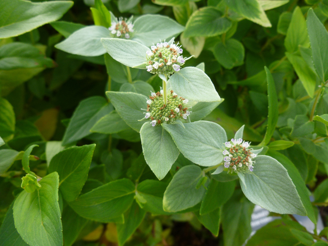 Pycnanthemum albescens (Whiteleaf mountain mint) #38927