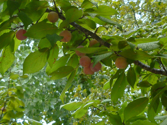 Prunus mexicana (Mexican plum) #38936