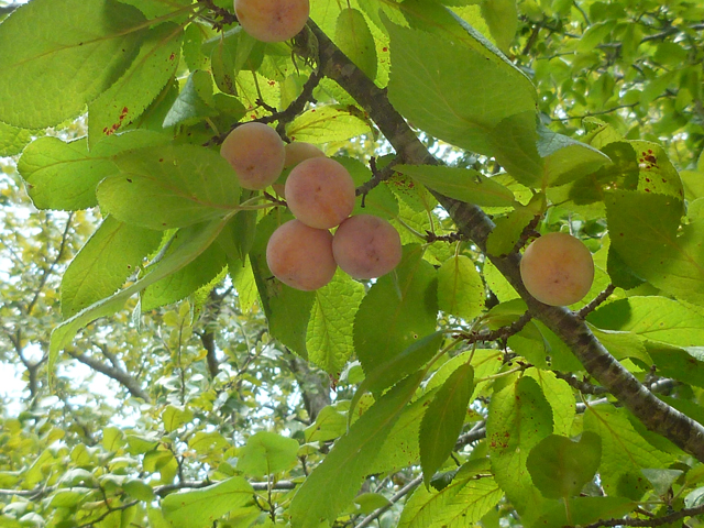 Prunus mexicana (Mexican plum) #38937