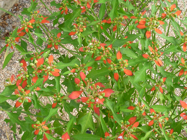 Euphorbia cyathophora (Wild poinsettia) #38949