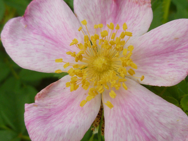 Rosa foliolosa (White prairie rose) #41658