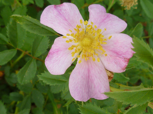 Rosa foliolosa (White prairie rose) #41659