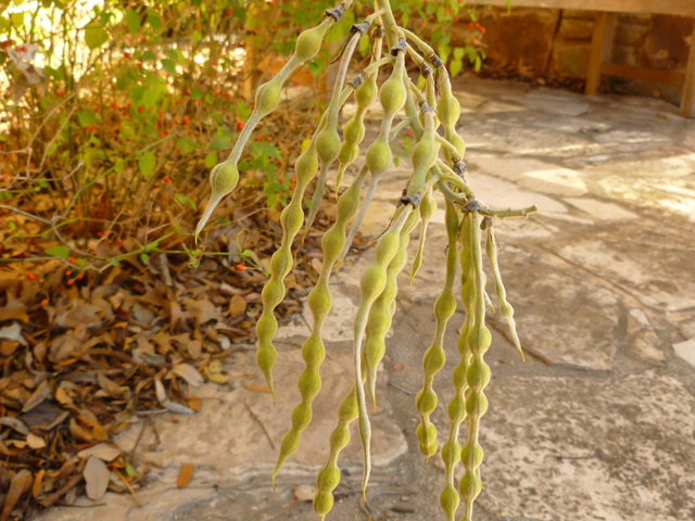 Sophora tomentosa (Yellow necklacepod) #41685