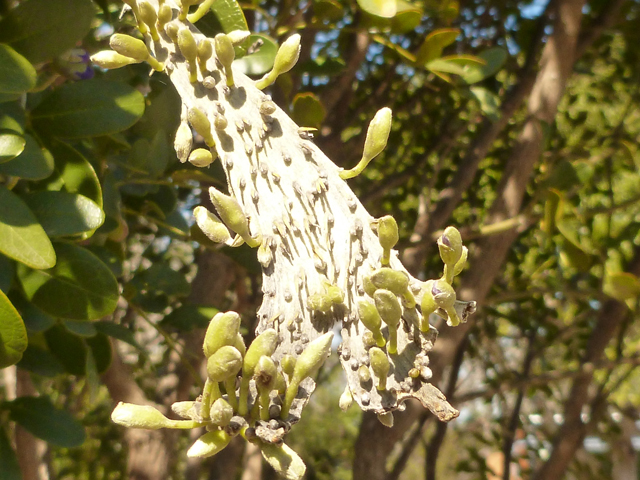 Sophora secundiflora (Texas mountain laurel) #41687