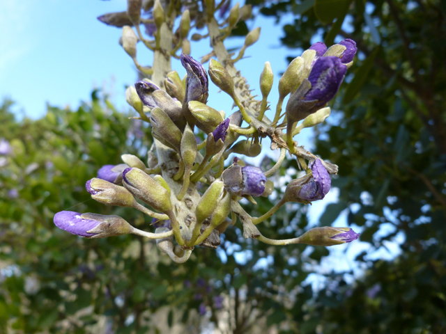 Sophora secundiflora (Texas mountain laurel) #41688