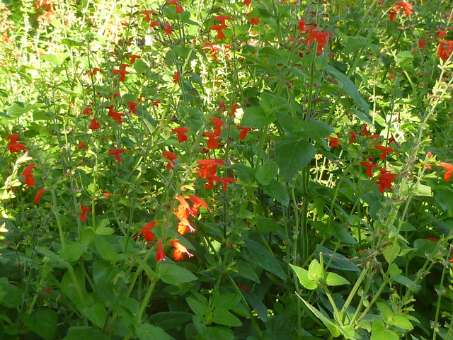 Salvia coccinea (Scarlet sage) #41703