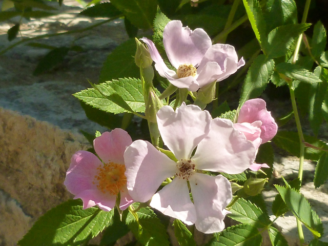 Rosa setigera (Climbing prairie rose) #41718