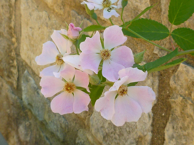 Rosa setigera (Climbing prairie rose) #41719
