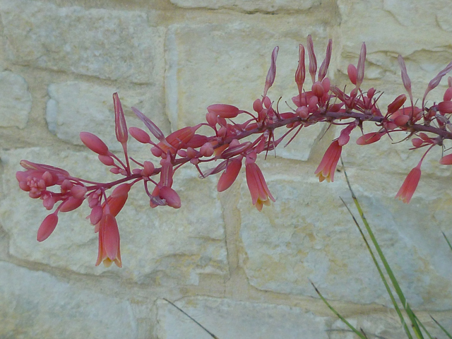 Hesperaloe parviflora (Red yucca) #41727