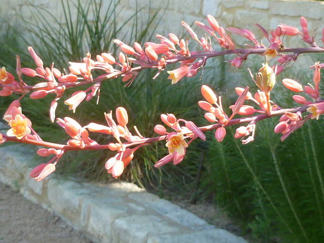 Hesperaloe parviflora (Red yucca) #41728