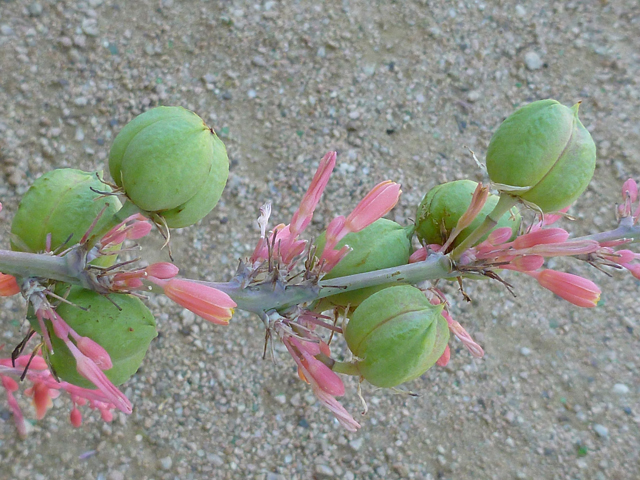 Hesperaloe parviflora (Red yucca) #41729