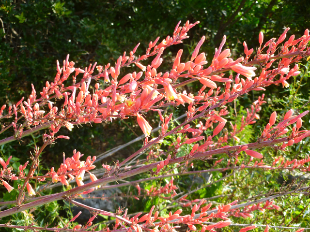 Hesperaloe parviflora (Red yucca) #41735