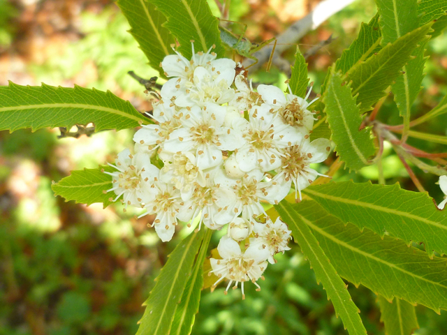 Vauquelinia corymbosa ssp. angustifolia (Chisos rosewood) #41736