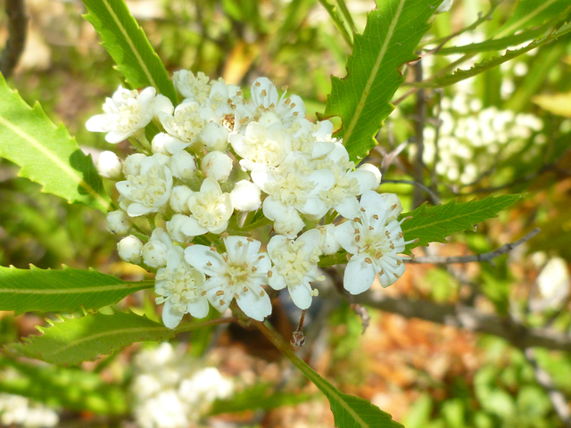 Vauquelinia corymbosa ssp. angustifolia (Chisos rosewood) #41737
