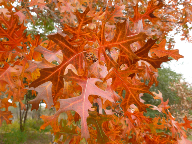 Quercus buckleyi (Texas red oak) #41770