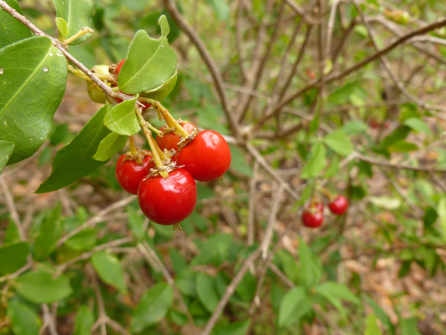 Malpighia glabra (Barbados cherry) #41772