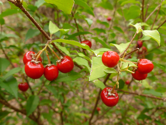 Malpighia glabra (Barbados cherry) #41773