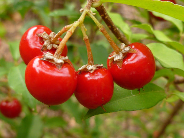 Malpighia glabra (Barbados cherry) #41774
