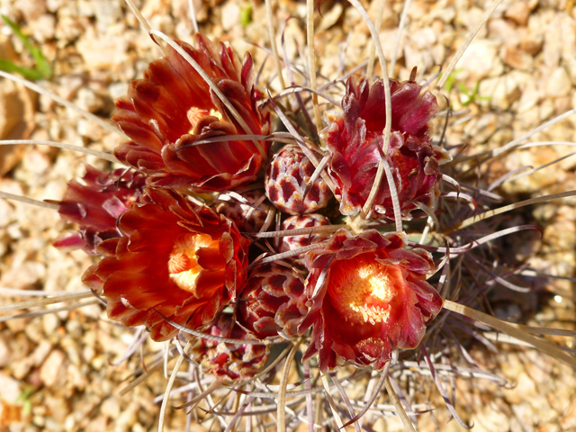 Glandulicactus uncinatus var. wrightii (Chihuahuan fishhook cactus) #41793