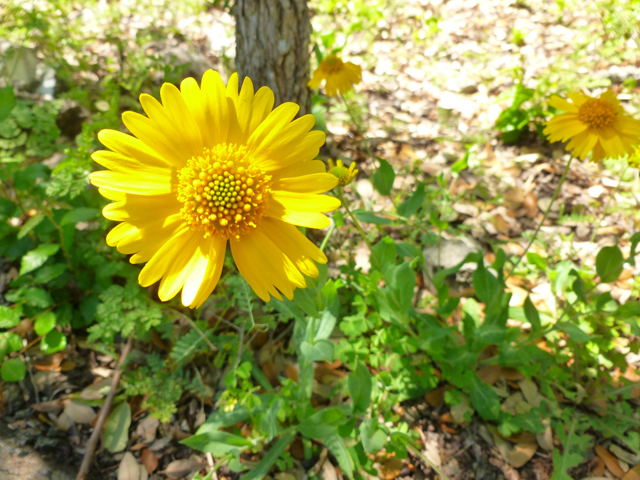 Amblyolepis setigera (Huisache daisy) #41795