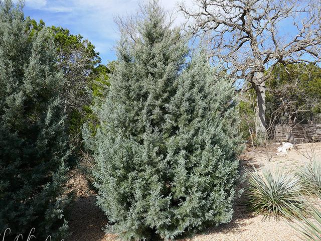 Hesperocyparis arizonica (Arizona cypress) #89705