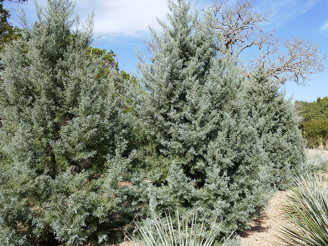 Hesperocyparis arizonica  (Arizona cypress) #89706