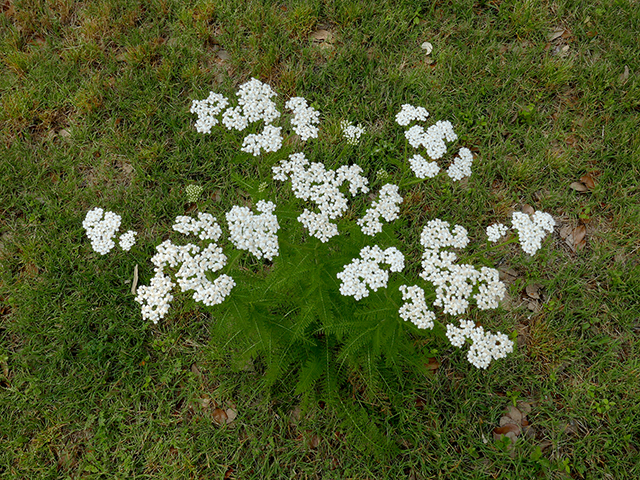 Achillea millefolium (Common yarrow) #89708