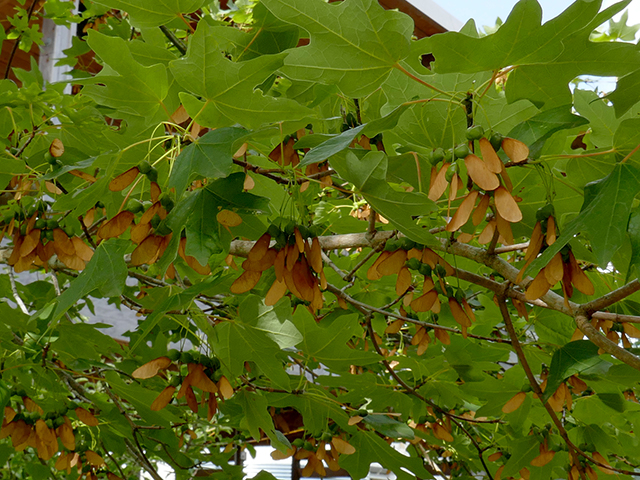 Acer grandidentatum (Bigtooth maple) #89740