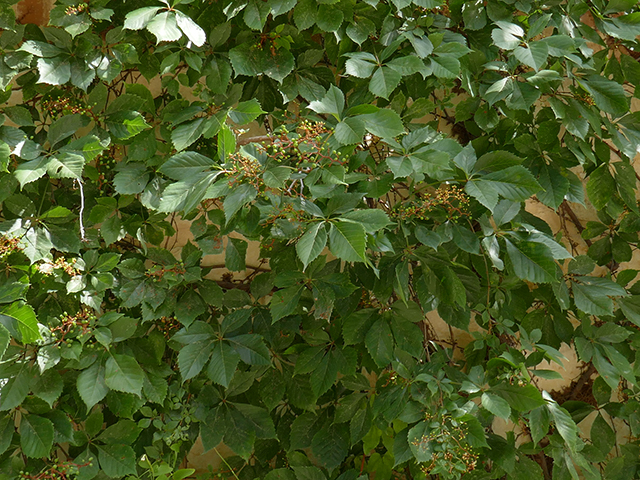 Parthenocissus quinquefolia (Virginia creeper) #89748
