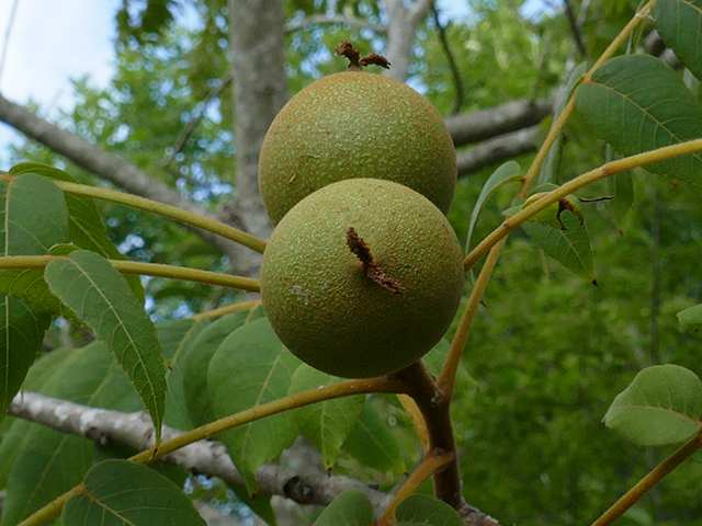 Juglans major (Arizona walnut) #89752