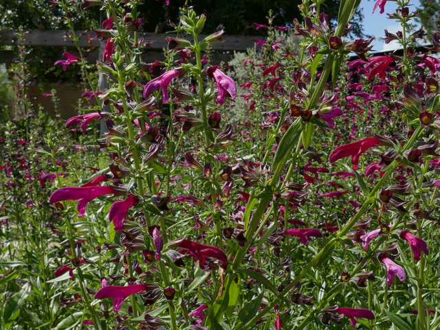 Salvia pentstemonoides (Big red sage) #89753