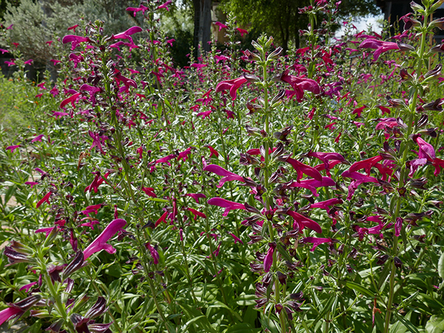 Salvia pentstemonoides (Big red sage) #89754