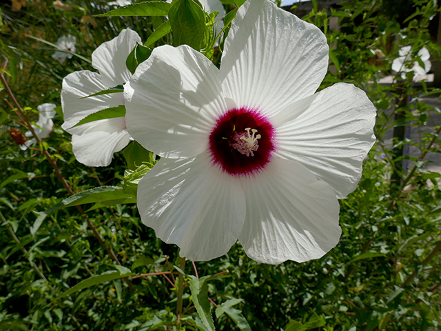 Hibiscus laevis (Halberdleaf rosemallow) #89755