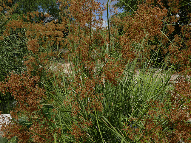 Cladium mariscus ssp. jamaicense (Jamaica swamp sawgrass) #89756