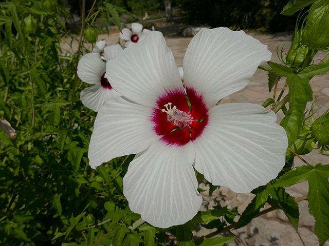 Hibiscus laevis (Halberdleaf rosemallow) #89757