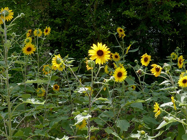Helianthus annuus (Common sunflower) #89765