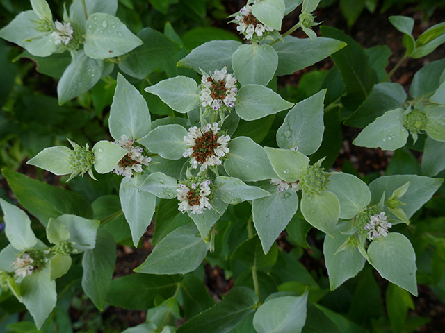 Pycnanthemum albescens (Whiteleaf mountain mint) #89771