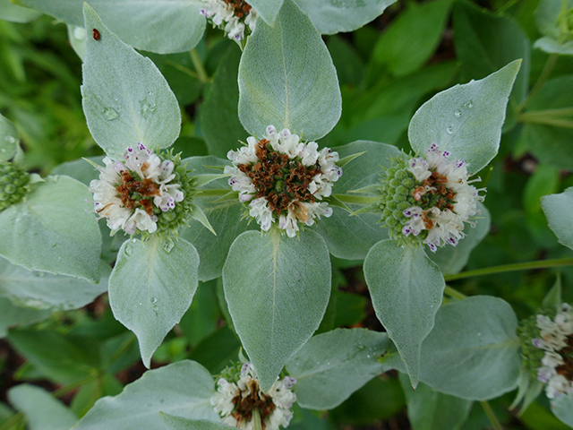 Pycnanthemum albescens (Whiteleaf mountain mint) #89772