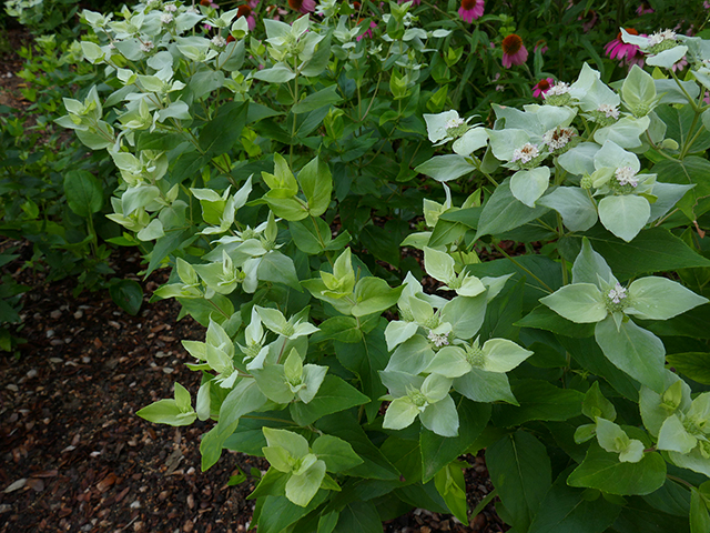 Pycnanthemum albescens (Whiteleaf mountain mint) #89773
