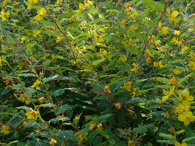 Chamaecrista fasciculata (Partridge pea) #89780
