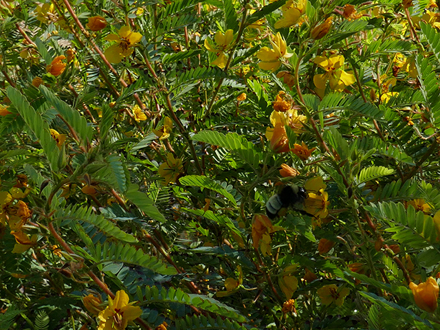 Chamaecrista fasciculata (Partridge pea) #89781