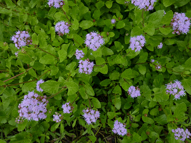 Conoclinium betonicifolium (Betonyleaf thoroughwort) #89785