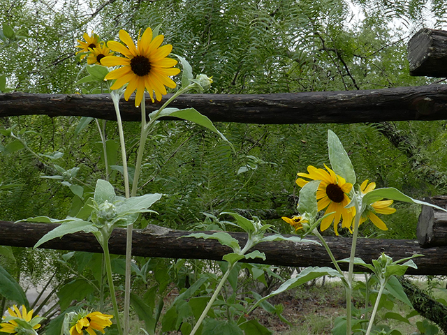 Helianthus argophyllus (Silverleaf sunflower) #89786