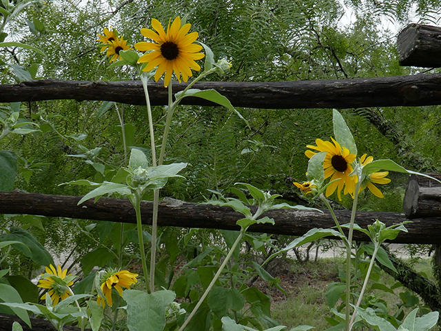 Helianthus argophyllus (Silverleaf sunflower) #89787