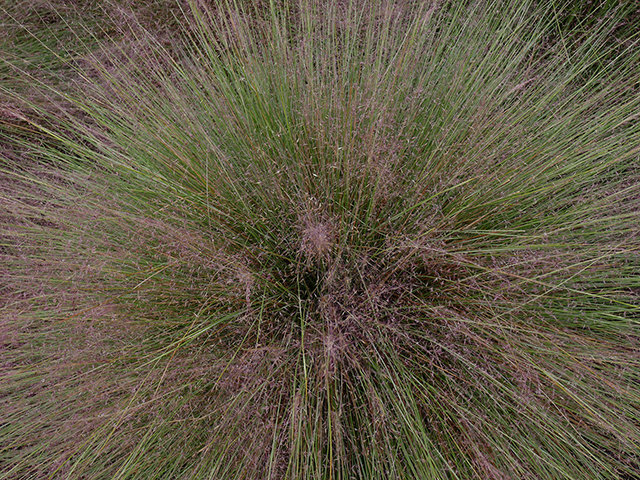 Muhlenbergia capillaris (Gulf muhly) #89798