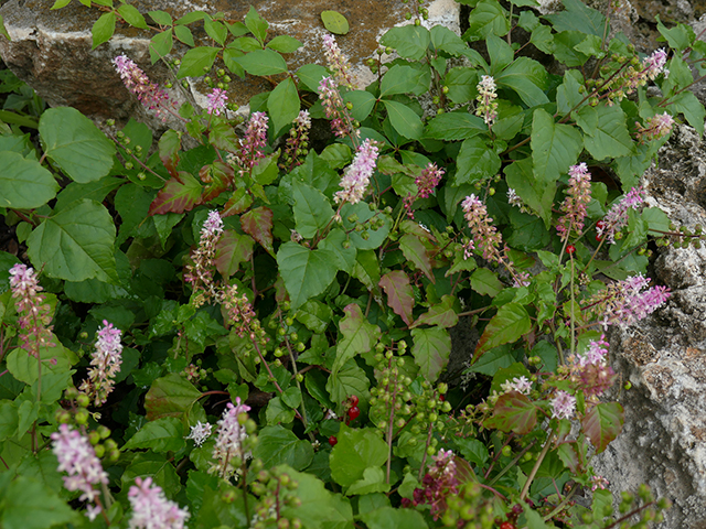 Rivina humilis (Pigeonberry) #89805