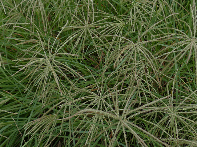 Chloris verticillata (Tumble windmill grass) #89809