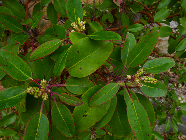 Arbutus xalapensis (Texas madrone) #89827