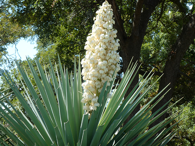 Yucca treculeana (Spanish dagger) #89831