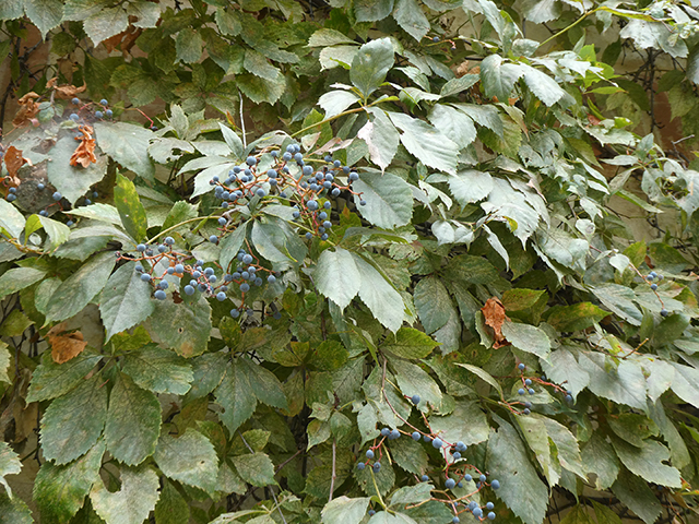 Parthenocissus quinquefolia (Virginia creeper) #89854